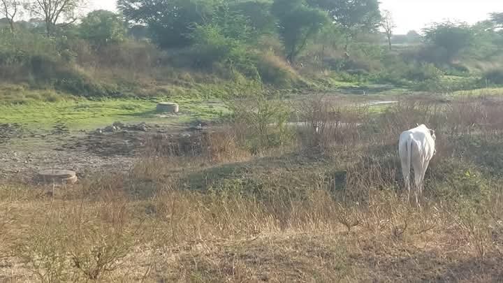 डॉ. आंबेडकर कारखान्याच्या केमिकलयुक्त दूषित पाण्यामुळे नागरिकांचे आरोग्य धोक्यात !