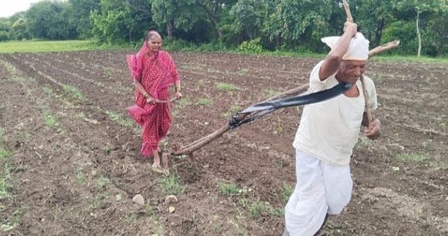लातूरातील ‘त्या’ वृद्ध शेतकऱ्याला आमदार गायकवाड देणार बैलजोडी